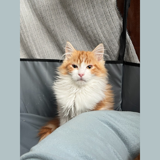 Photo of Leo