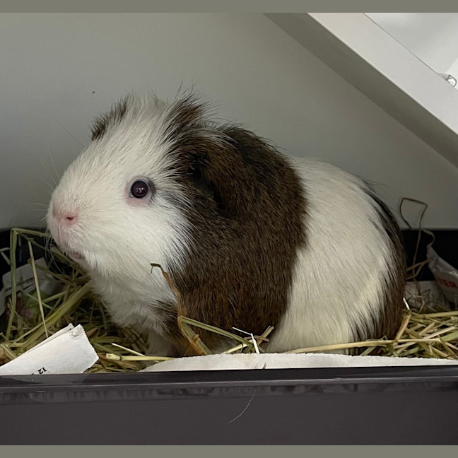 Photo of Oreo