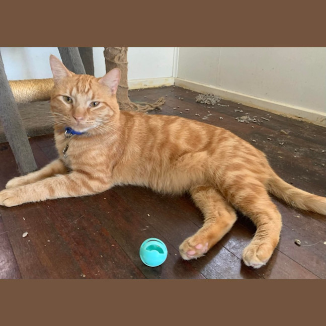 Photo of Tiger