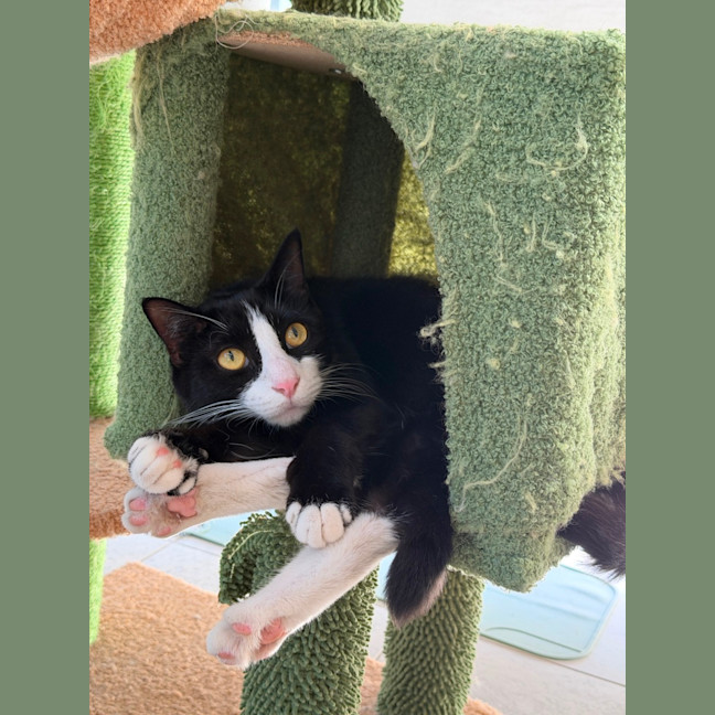 Photo of Fifi
