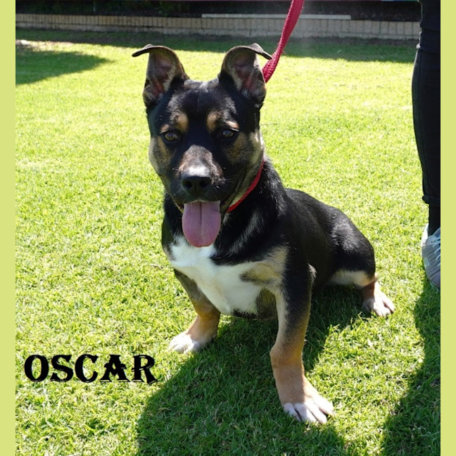 Photo of Oscar