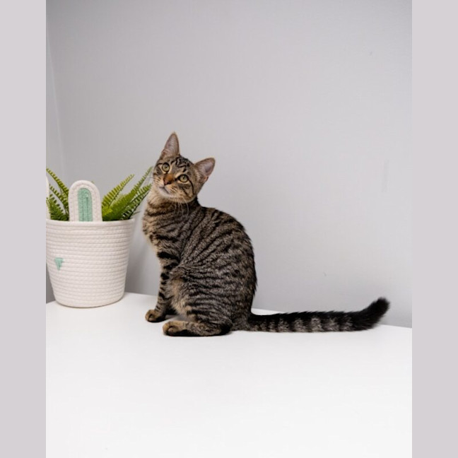 Photo of Banksi