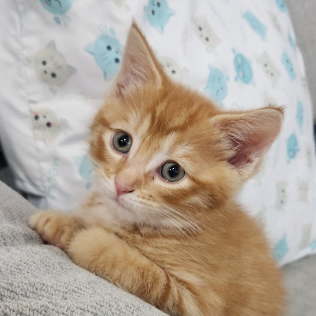 Photo of Arlo