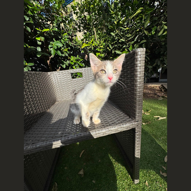 Photo of Marshmallow