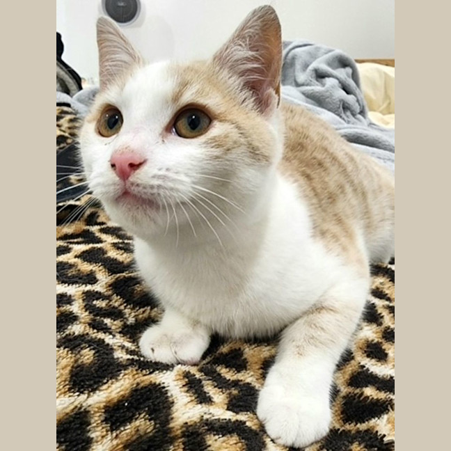 Photo of Nigella   Located In Bundoora