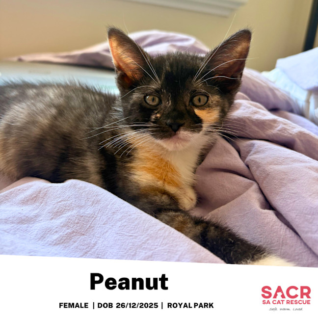 Photo of Peanut