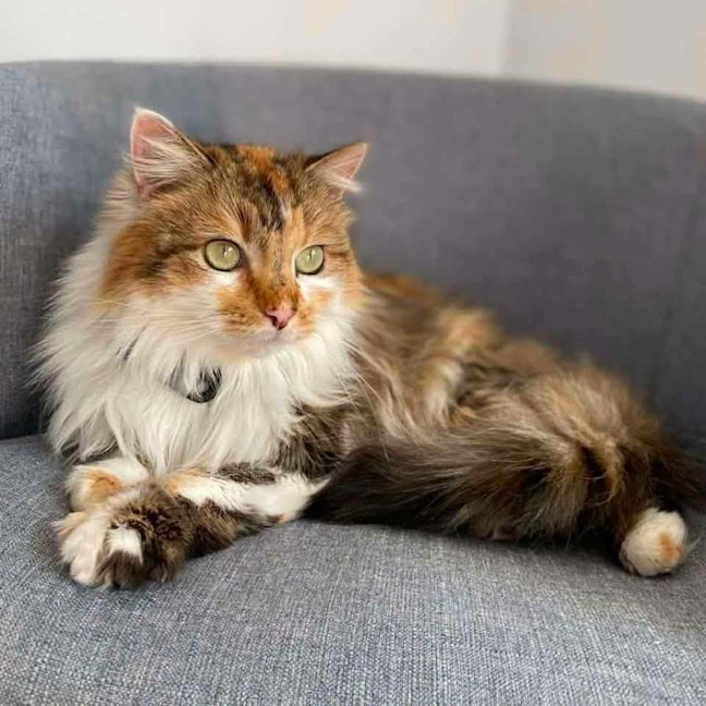 Photo of 14440   Clementine