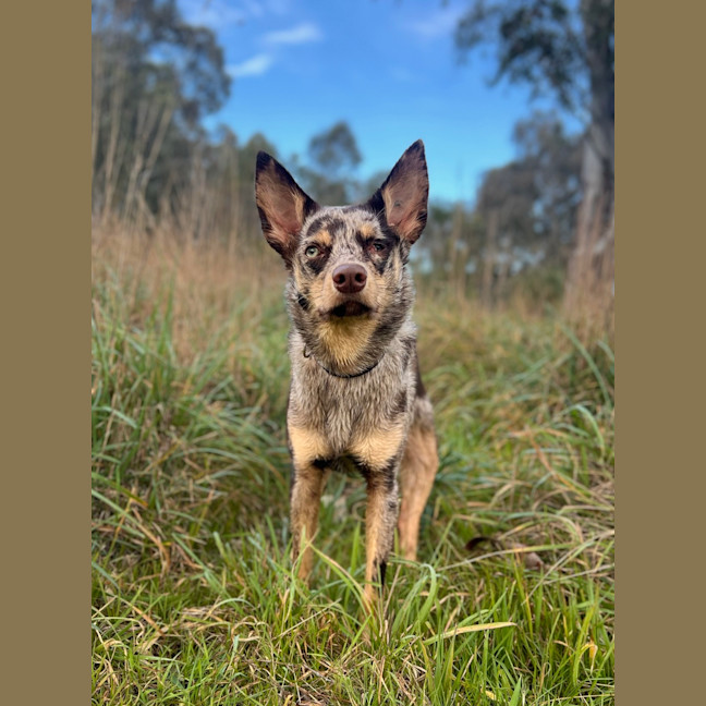 Photo of Shenzi