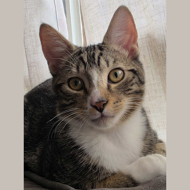 Photo of Buzz ^^Dandy Cat Rescue^^