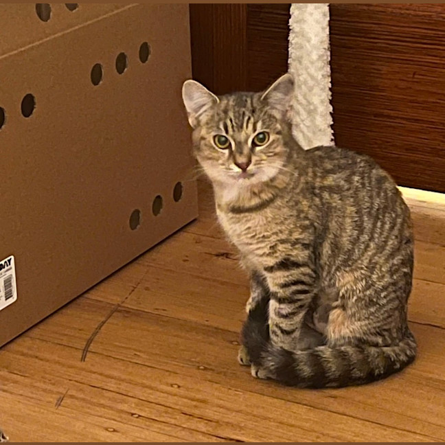 Photo of Thunderbird 