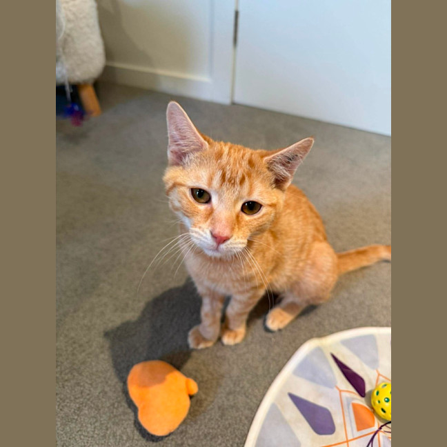 Photo of Honey