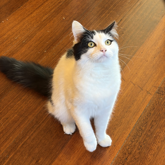 Photo of Melody 