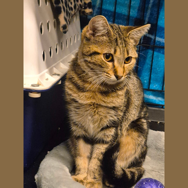 Photo of Autumn   Located In Templestowe