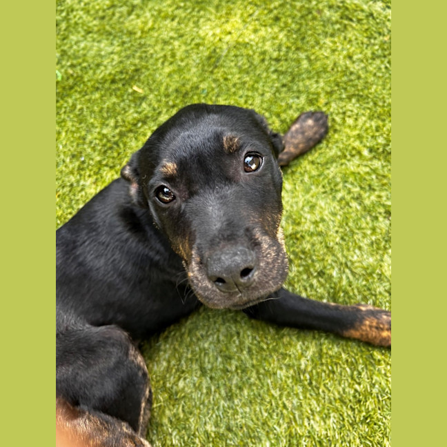 Photo of D1064 Posie