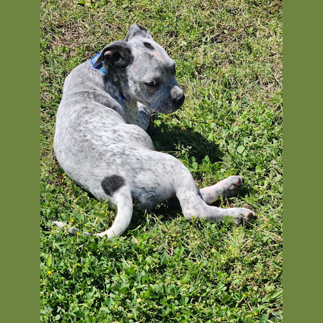 Photo of Scottie   8 Week Old Cattle Dog X