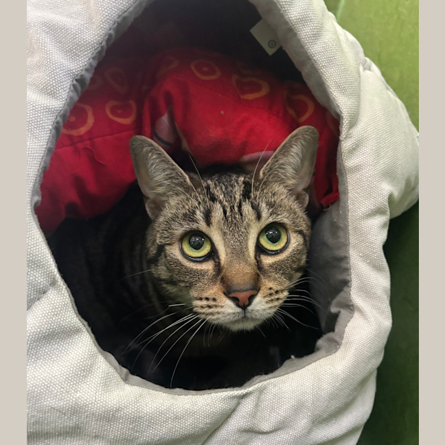 Photo of Bubbles (Bonded To Buttercup)