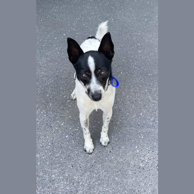 Photo of Trick   10 Year Old Mini Foxy