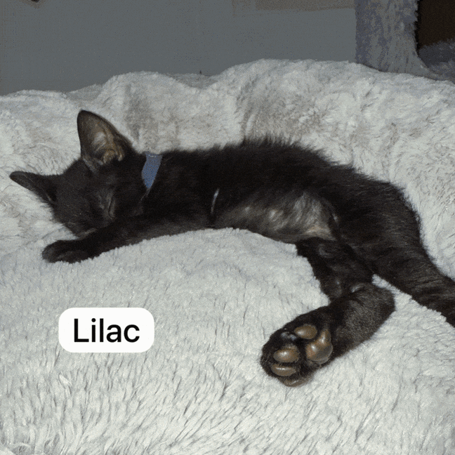 Photo of Flower Pot Three