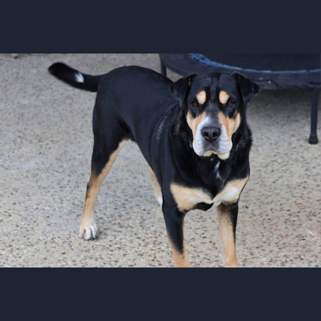 Photo of Blaze