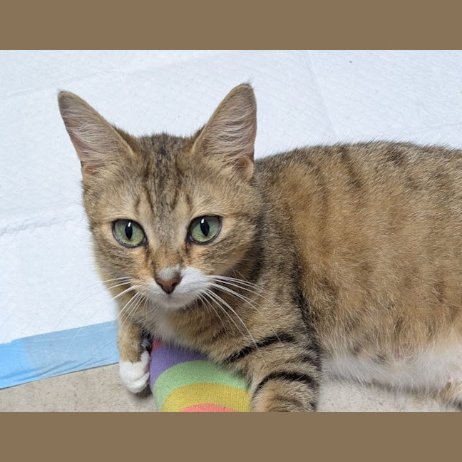 Photo of Honey Clowder