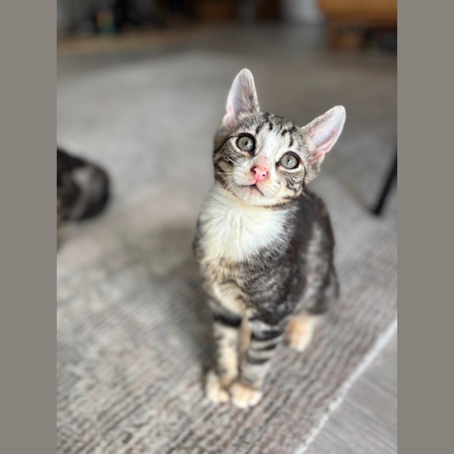 Photo of Possum