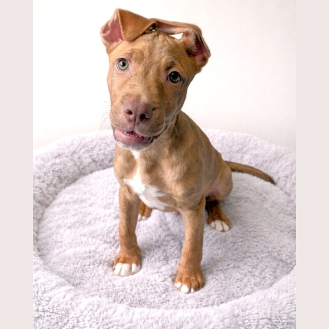 Photo of Lightning Mcqueen