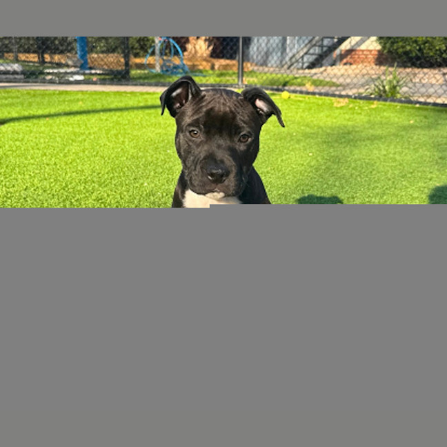 Photo of Benji