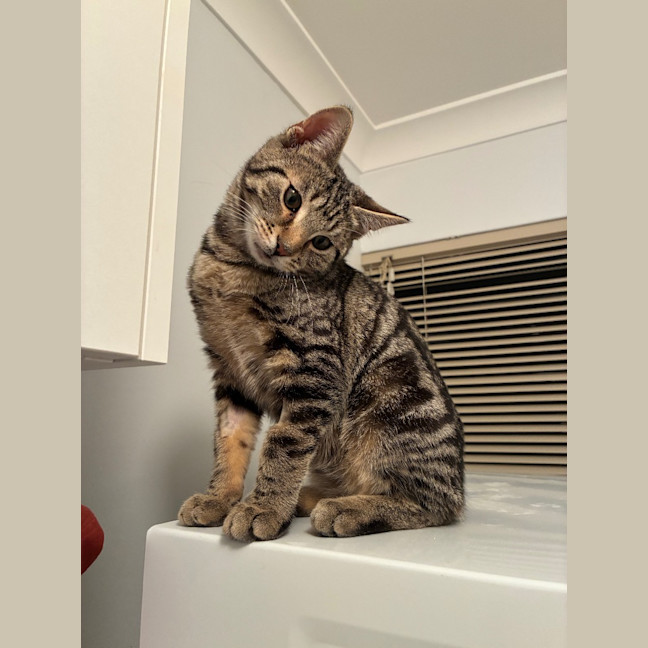 Photo of Zeke