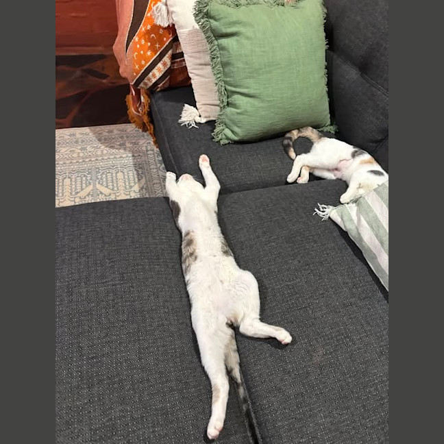 Photo of Lily