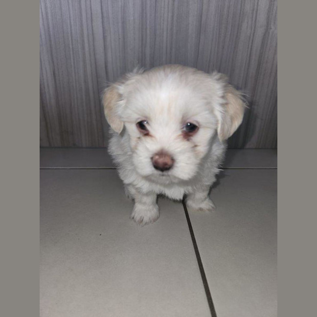 Photo of Millie's Pups   Shih Tzu X Maltese