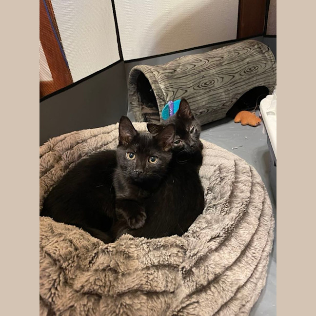 Photo of Inky   Located In Preston