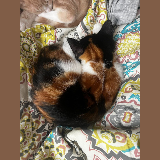 Photo of Jelly Bean