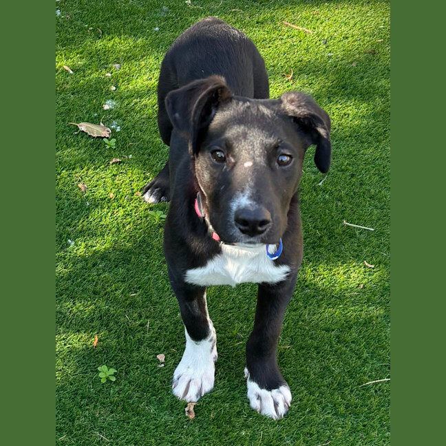 Photo of Wally   8 Month Old Kelpie X