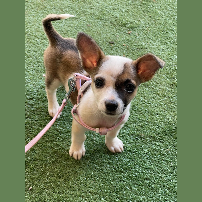 Photo of Fifi