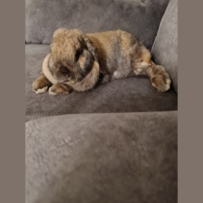 Photo of Ultimate Cookie