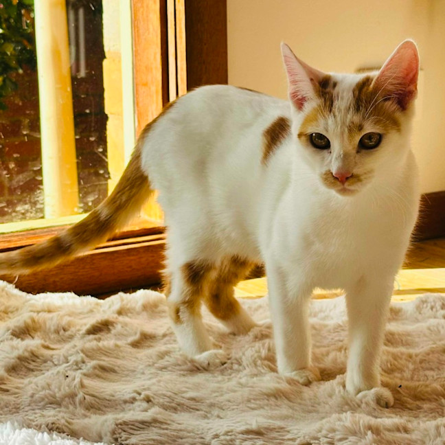 Photo of 🌶️ Habanero 🌶️