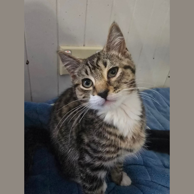 Photo of Sox