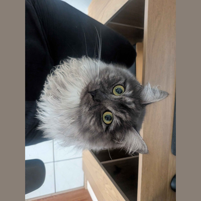 Photo of Juniper