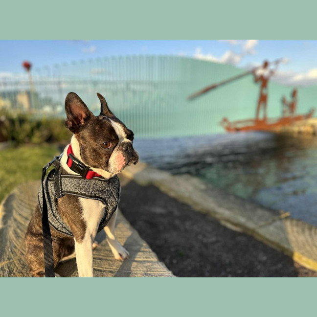 Photo of Remy   4 Year Old Boston Terrier