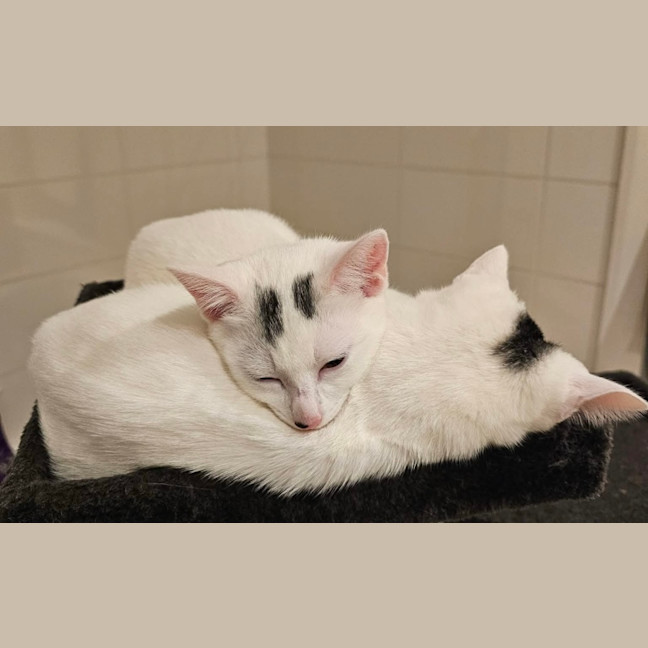 Photo of Indy & Daisy