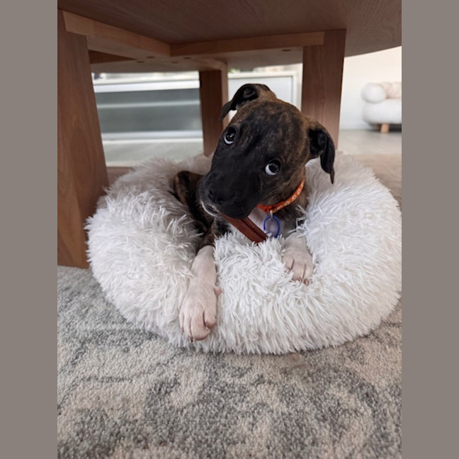 Photo of Luna   9 Week Old Ridgeback X