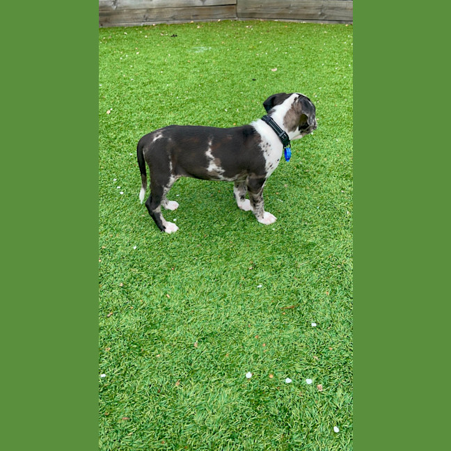 Photo of Loki   9 Week Old Catahoula X (Trial)