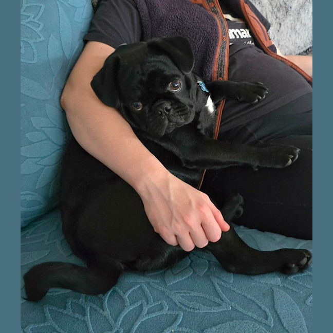 Photo of Chester