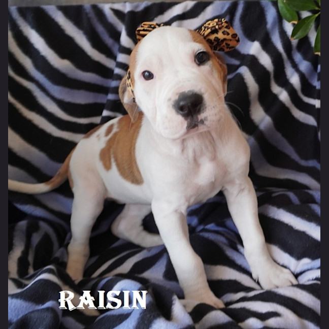 Photo of Raisin