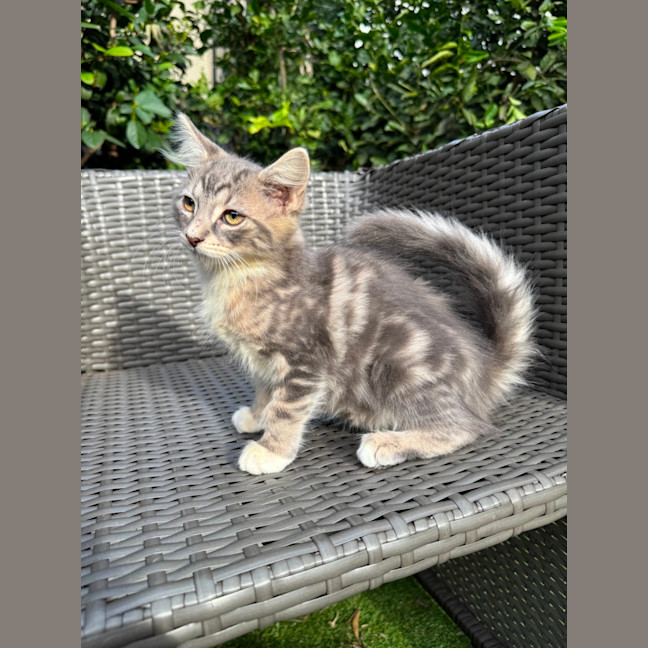 Photo of Jiji
