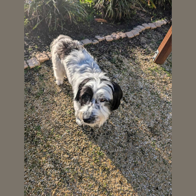 Photo of Carbon   2 Year Old Jack Russell Terrier X (Trial)