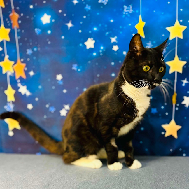 Photo of Flint   Located In Keilor Downs