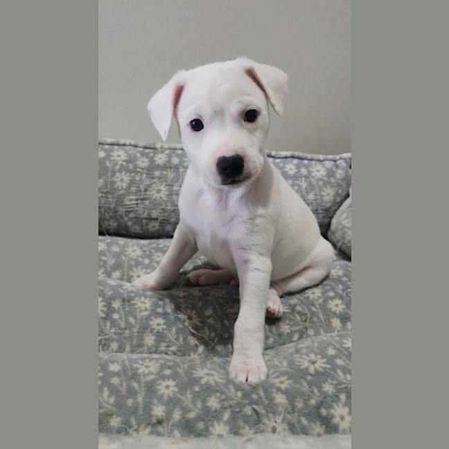 Photo of Lumi   9 Week Old Jack Russell X