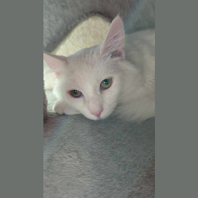 Photo of Marshmellow 