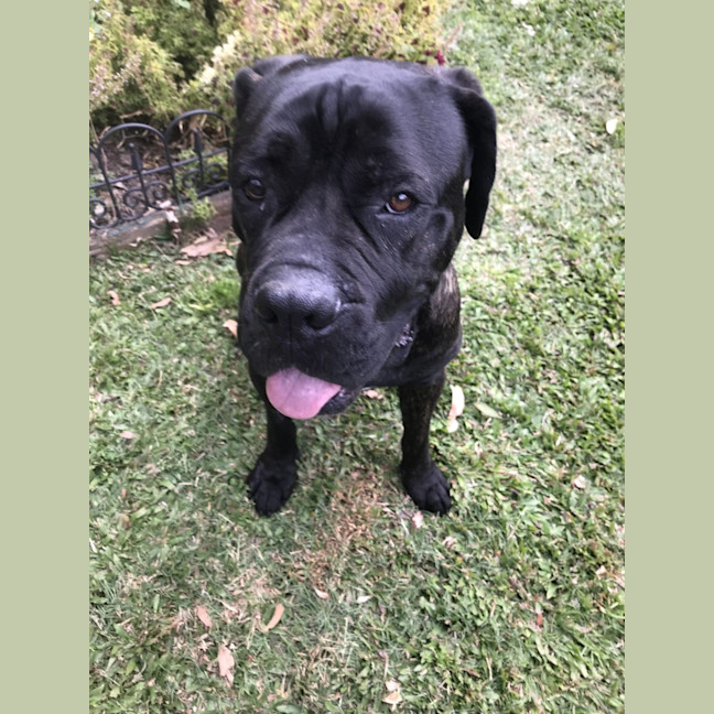 Photo of Billie *$350 Adoption Fee*